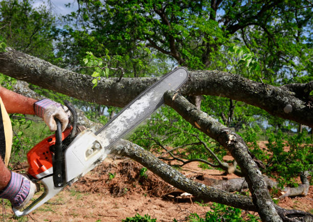 Professional Tree Service in Tobaccoville, NC